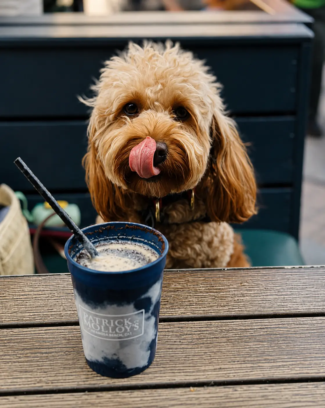 A cream doodle licking its nose behind a branded Patrick Molloy's frozen Irish coffee on a patio table